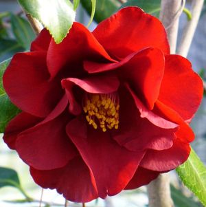 Flame Camellia, Camellia 'Flame'